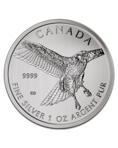 Canada 2015 Rotschwanzbussard - Red Tailed Hawk  Birds of Prey