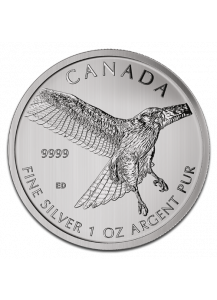 Canada 2015 Rotschwanzbussard - Red Tailed Hawk  Birds of Prey