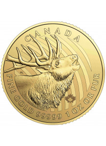 Canada 2017  Hirsch - Bulking Elk  Serie Call of the Wild   Gold 1 oz           
