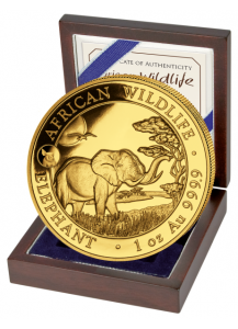 Somalia 2019   Elefant Privy  Schwein 1 oz Gold Auflage 100 Stück